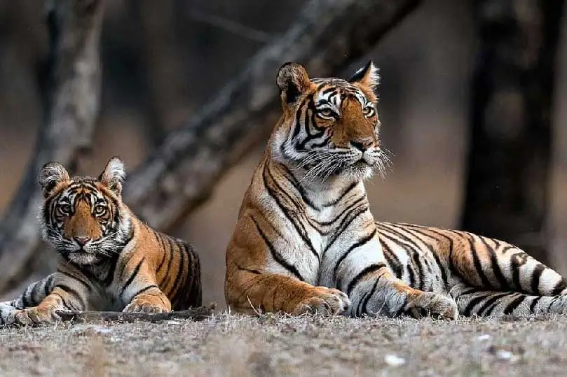 Golden Triangle with Tigers