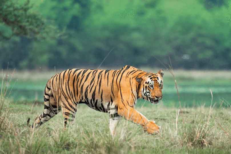 06 Nights 07 Days Golden Triangle with Wildlife Tour